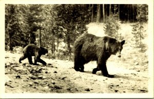 RPPC Mother Bear & Cub Hiking Yellowstone Park Haynes Real Photo Postcard