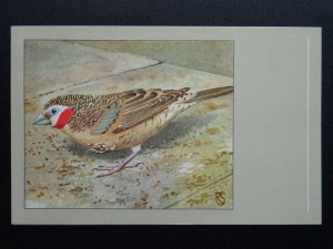 Bird Theme CUT THROAT or RIBBON FINCH c1950s Postcard by P. Sluis Series 2 No.17