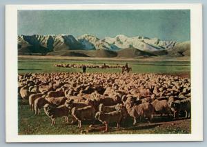 1957 Kyrgyz Kyrgyzstan Sheeps in mountains of Tien Shan Russian Soviet Postcard