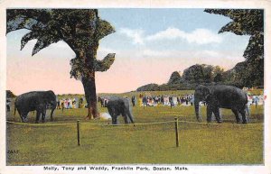 Elephants Molly Tony Waddy Franklin Park Boston Massachusetts 1920s postcard