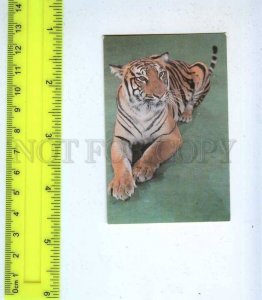 259323 USSR Circus trained tiger Pocket CALENDAR 1989 year