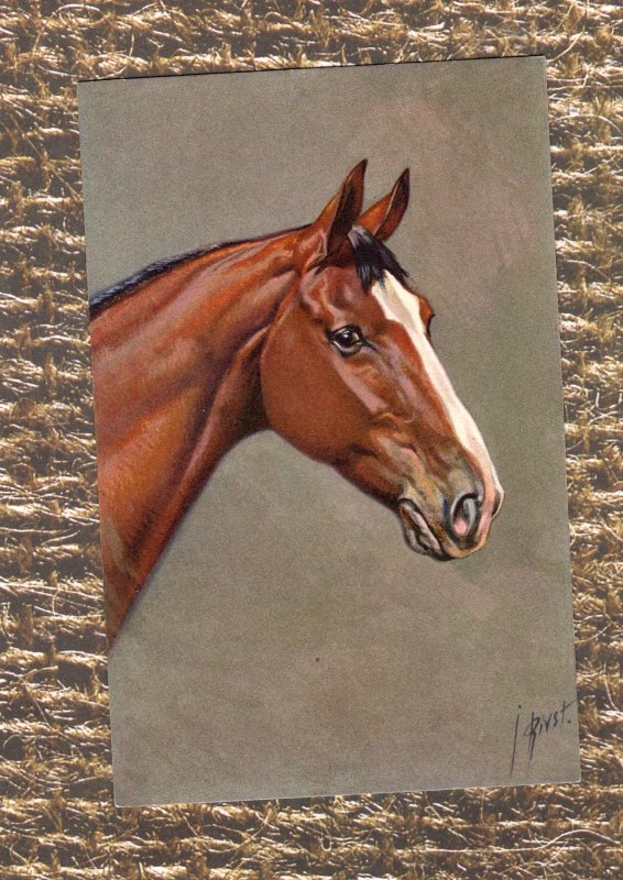 Bay Horse Vtg Postcard Head Study Portrait, Signed By Artist