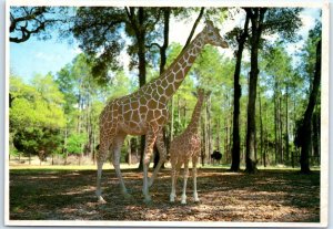 M-45977 Giraffes Jungle Cruise Silver Springs Florida