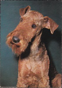 Sweden Post Card - Pet dog (31)
