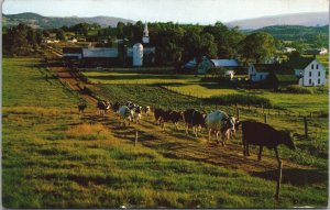 USA Pasture Vermont Green Mountain Country Chrome Postcard 04.94 