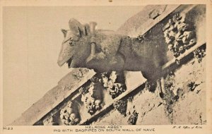 MELROSE ABBEY ROXBURGHSHIRE SCOTLAND~PIG WITH BAGPIPES-SOUTH WALL~PHOTO POSTCARD