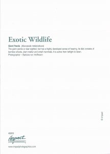 US Exotic Wildlife  Unused - Giant Panda.  Beautiful.