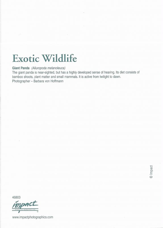 US Exotic Wildlife  Unused - Giant Panda.  Beautiful.