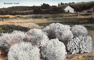 Bermuda Coral Bermuda Postcard