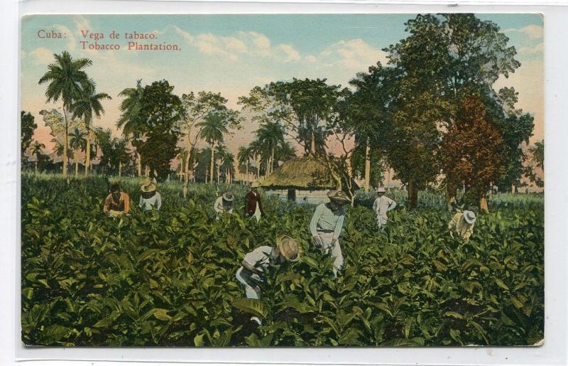 Tobacco Plantation Field Workers Cuba 1910c postcard