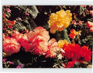 Postcard Tuberous Begonias, The Butchart Gardens, Victoria, Canada