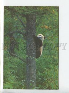 3179582 Giant Panda old postcard