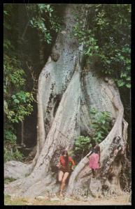 Cotton Wood, one of Jamaica's giant trees.