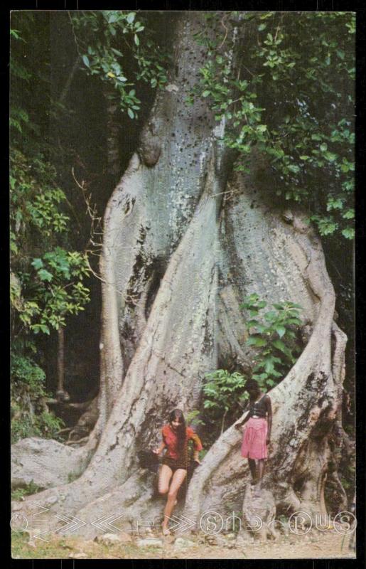 Cotton Wood, one of Jamaica's giant trees.