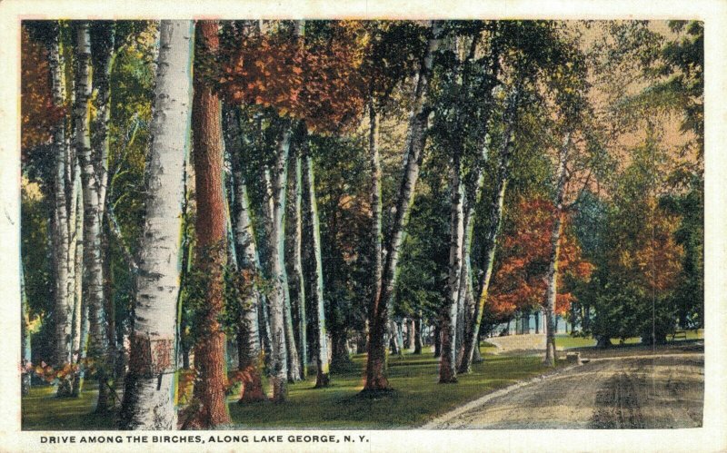 USA Drive Along The Birches Along Lake George New York Vintage Postcard 07.39