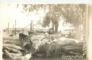 Postcard RPPC 1920s Arizona Bowie Prewitts ranch chopping Yucca AZ24-2122