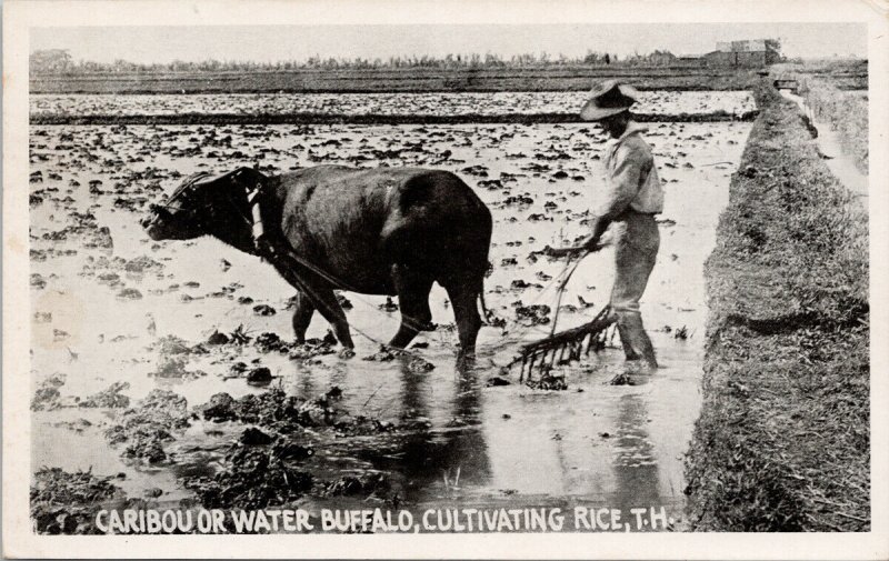 Hawaii HI Man and Water Buffalo Cultivating Rice Unused Litho Postcard G42