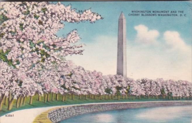 Washington D C Washington Monument and Cherry Blossoms 1954