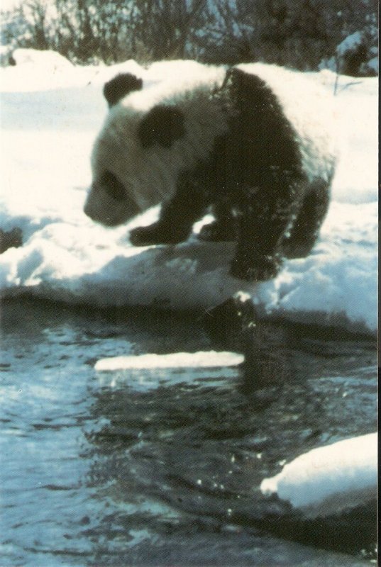 Animall. Panda Bear Nice modern American photo postcard