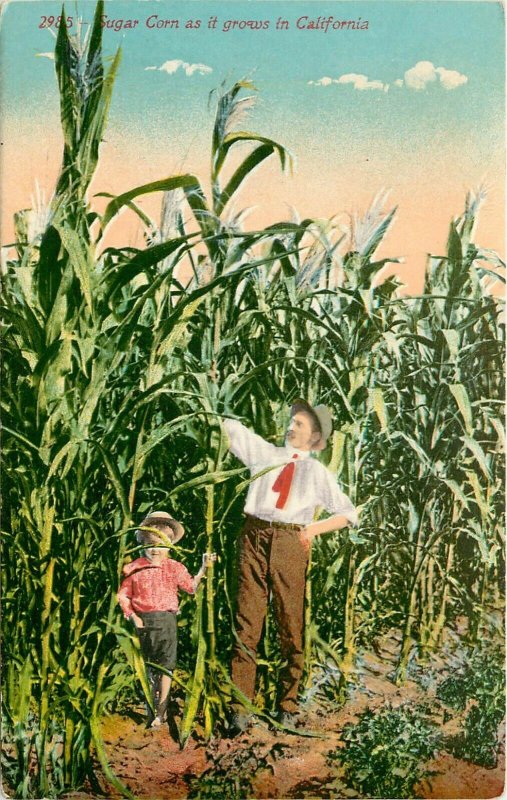 c1910 Postcard Tall Sugar Corn as it Grows in California, Mitchell 2985 Unposted