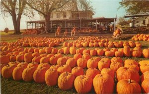 Postcard Pennsylvania 1950s Pumpkin Patch Dutch Market Horst 22-14022