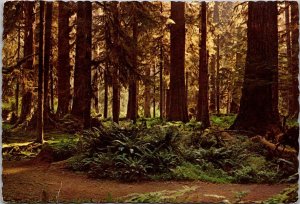 Washington Olympic National Parl Rain Forest 1973