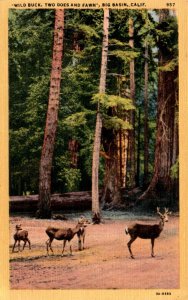 Santa Cruz Mountains, California, Big Basin, Stanley A. Piltz Company, Postcard