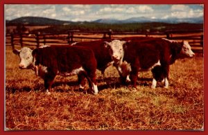 Some Prize Stock - [MX-1069]