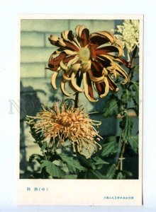 204280 CHINA chrysanthemum banner commander old postcard