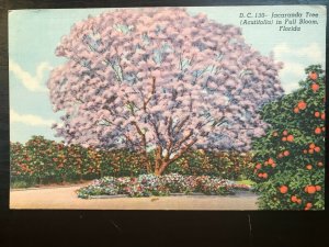 Vintage Postcard 1959 Jacaranda Tree (Acutifolia) Full Bloom Florida (FL)