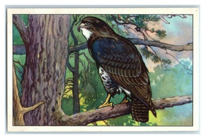 Common Buzzard, German Birds of Prey, Echte Wagner Trade Card *VT31T