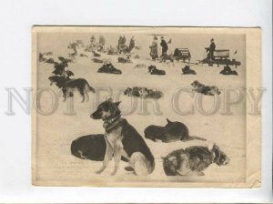 3096657 POLAR campaign on dogs LAIKAS Rest Old RED CROSS mark