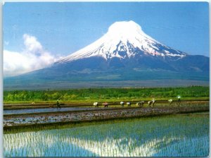 M-23964 Rice planting and Mount Fuji Japan