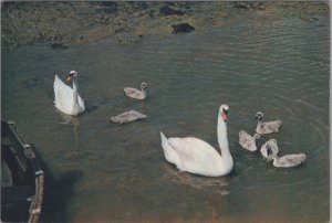 Isle of Wight Postcard - Shalfleet Creek - Birds - Swans and Cygnets RRR1412