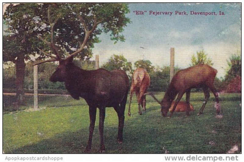 Iowa Davenport Elk Fejervary Park