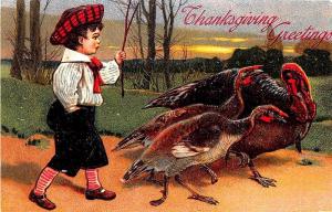 Thanksgiving Greetings Three Turkeys Leading Down The Path PFB Postcard