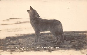 North Dakota Lone Coyote Howling, On Prairie, By Moonlight, Real Photo PC U1378