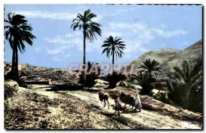 Africa - Arfrica - Types South Trail - Camel - Camel - Old Postcard