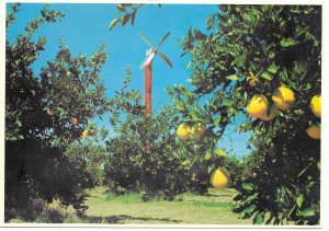 US Arizona. Wind Machine in Desert Grapefruit Grove.  Mint Card.