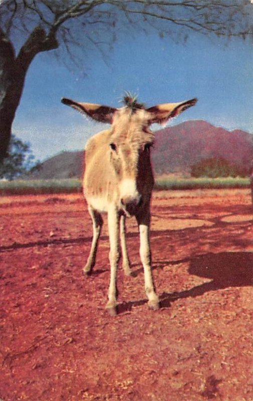 Desert Canary Donkey Unused 