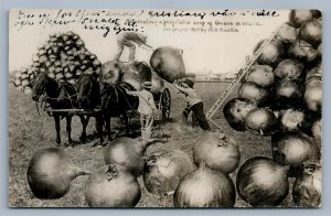 HARVESTING WASHINGTON ONIONS EXAGGERATED ANTIQUE REAL PHOTO POSTCARD RPPC