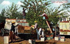 Spokane, Washington - Picking Apples on Five Mile Prairie - c1908