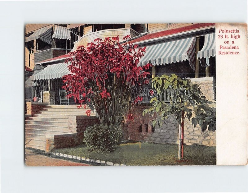 Postcard Poinsettia on a Pasadena Residence, Pasadena, California