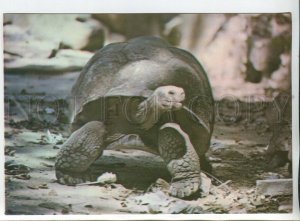 456653 Cuba National Zoo american turtle photo postcard