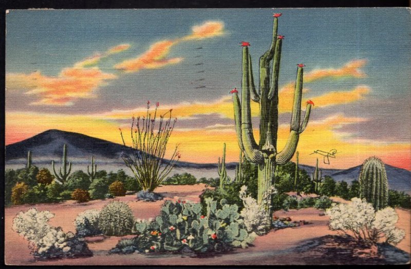 New Mexico Sunset on the Desert showing Variety of Cactus - pm1938 - LINEN