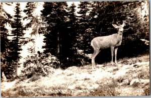 RPPC Deer in Northern WI, Posted 1939 Stone Lake WI Vintage Postcard G18