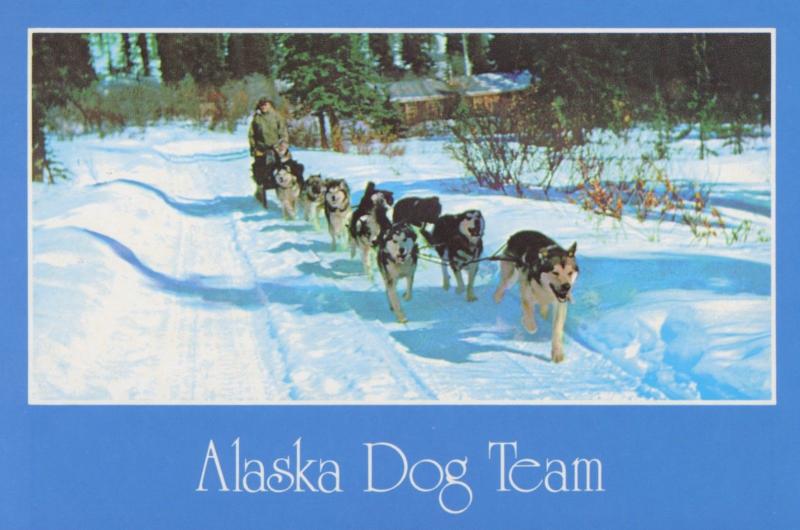Dog Team Sled Alaska AK Unused Vintage Postcard D10a