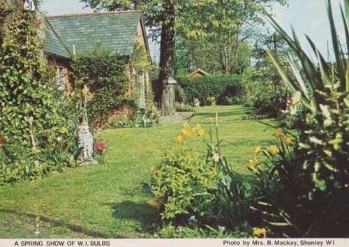 Spring Bulb Bulbs Plant Plants At Shenley Herts Hertfordshire Postcard