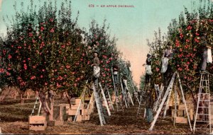 Picking Apples In An Apple Orchard