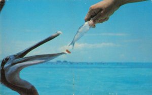 Postcard Feeding Pelicans at St George's Caye British Honduras